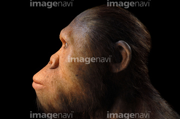 化石人類 アウストラロピテクス 猿人 の画像素材 構図 人物の写真素材ならイメージナビ