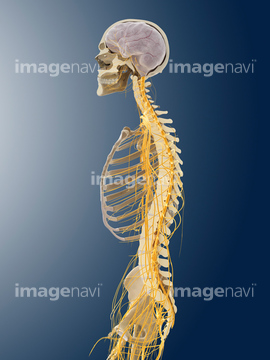 陰部大腿神経 の画像素材 写真素材ならイメージナビ