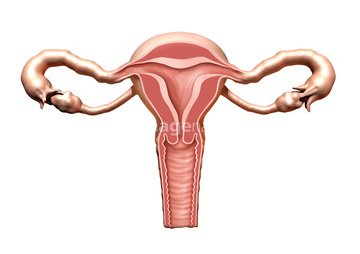 子宮 膣 断面 の画像素材 医療 イラスト Cgの写真素材ならイメージナビ