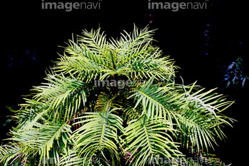 植物学 ジュラ紀 の画像素材 その他植物 花 植物の写真素材ならイメージナビ