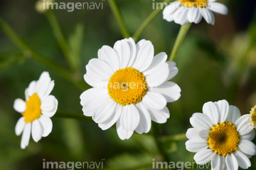 ローマンカモミール の画像素材 その他植物 花 植物の写真素材ならイメージナビ
