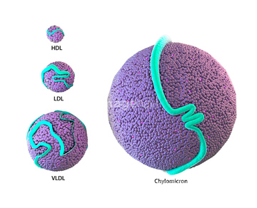 リポタンパク質 超低比重リポタンパク の画像素材 医療 イラスト Cgの写真素材ならイメージナビ