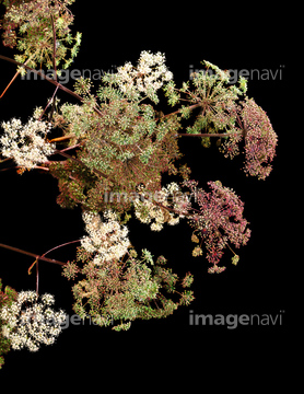 散形花序 の画像素材 科学 テクノロジーの写真素材ならイメージナビ
