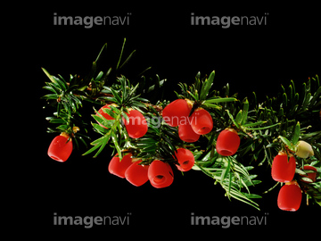 種子 仮種皮 の画像素材 その他植物 花 植物の写真素材ならイメージナビ