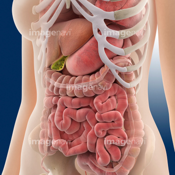内臓 女性 腹腔 の画像素材 医療 イラスト Cgの写真素材ならイメージナビ