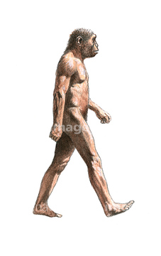 原始人 原人 の画像素材 構図 人物の写真素材ならイメージナビ