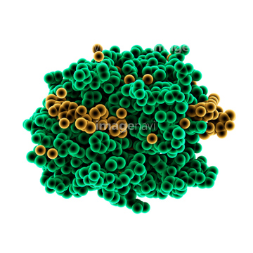 球状タンパク質 の画像素材 医療 イラスト Cgの写真素材ならイメージナビ