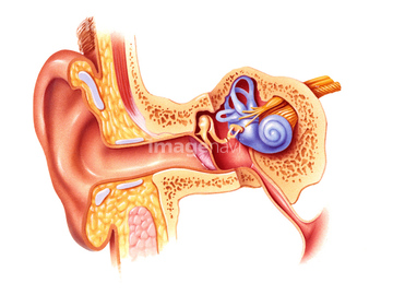 耳小骨 の画像素材 イラスト Cgの写真素材ならイメージナビ