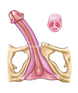 せいしょくき 会陰 の画像素材 医療 福祉の写真素材ならイメージナビ