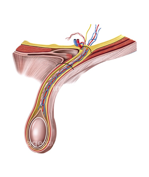 陰茎 人体解剖学 精索 の画像素材 人物 イラスト Cgの写真素材ならイメージナビ