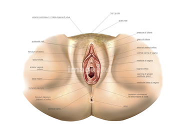 女性器 人体解剖学 外陰 の画像素材 イラスト Cgの写真素材ならイメージナビ