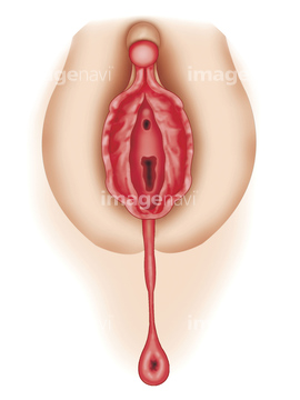 女性器 人体解剖学 陰核 の画像素材 人物 イラスト Cgの写真素材ならイメージナビ