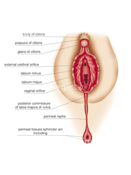 女性器 人体解剖学 陰核 の画像素材 人物 イラスト Cgの写真素材ならイメージナビ