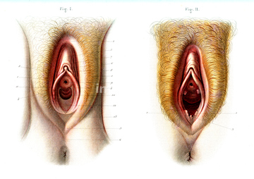 小陰唇 の画像素材 人物 イラスト Cgの写真素材ならイメージナビ