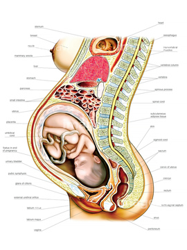 女性器 人体解剖学 妊娠 胎盤 の画像素材 イラスト Cgの写真素材ならイメージナビ