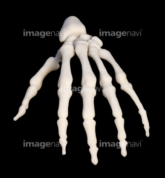 手 人体解剖学 手根骨 中手骨 の画像素材 イラスト Cgの写真素材ならイメージナビ