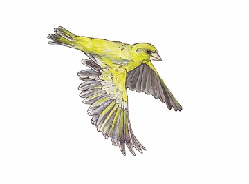 鳥 飛ぶ 飛行 渡り鳥 イラスト の画像素材 生き物 イラスト Cgのイラスト素材ならイメージナビ