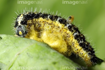 オオモンシロチョウ 幼虫 の画像素材 虫 昆虫 生き物の写真素材ならイメージナビ