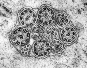 上皮細胞 透過電子顕微鏡 の画像素材 科学 テクノロジーの写真素材ならイメージナビ