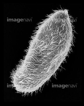 ゾウリムシ 走査型電子顕微鏡 の画像素材 科学 テクノロジーの写真素材ならイメージナビ