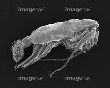 走査型電子顕微鏡 動物プランクトン ミジンコ の画像素材 調味料 香辛料 食べ物の写真素材ならイメージナビ