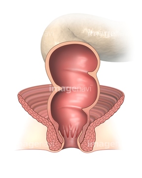 直腸 肛門 断面 の画像素材 医療 イラスト Cgの写真素材ならイメージナビ