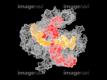 酵素 ヌクレアーゼ の画像素材 医療 イラスト Cgの写真素材ならイメージナビ