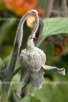 灰色かび病 の画像素材 その他植物 花 植物の写真素材ならイメージナビ