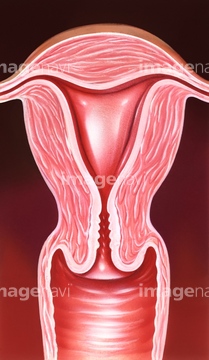 子宮 膣 の画像素材 人物 イラスト Cgの写真素材ならイメージナビ