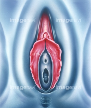 女性器 医療 陰核 の画像素材 医療 イラスト Cgの写真素材ならイメージナビ