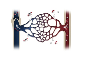 血管 イラスト 毛細血管 生物学 生化学 の画像素材 医療 イラスト Cgのイラスト素材ならイメージナビ