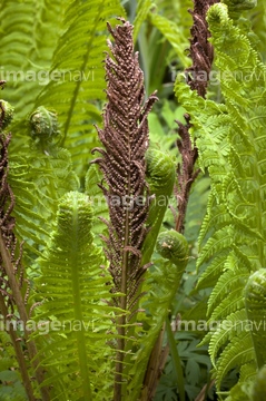 胞子嚢 シダ植物 の画像素材 その他植物 花 植物の写真素材ならイメージナビ