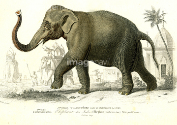 象 イラスト アジアゾウ の画像素材 生き物 イラスト Cgのイラスト素材ならイメージナビ
