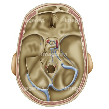 頭部 断面図 の画像素材 科学 テクノロジーの写真素材ならイメージナビ