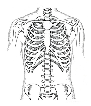 イラスト 上半身 人体解剖学 骨 正しい の画像素材 イラスト Cgの