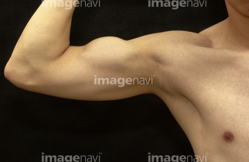 医療 福祉向け 身体パーツcg 筋肉上半身 の画像素材 イラスト Cgのcg素材ならイメージナビ