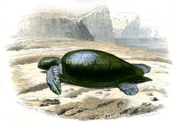 亀 ウミガメ イラスト の画像素材 生き物 イラスト Cgのイラスト素材ならイメージナビ