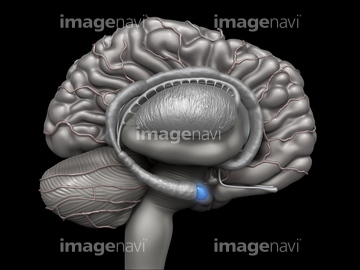 イラスト 脳 橋 脳 の画像素材 医療 イラスト Cgのイラスト素材ならイメージナビ