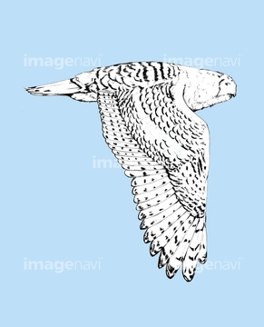 鳥 飛ぶ 青色 渡り鳥 イラスト の画像素材 生き物 イラスト Cgのイラスト素材ならイメージナビ
