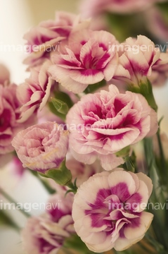 カーネーション ピンク色 ドヌーブ の画像素材 春 夏の行事 行事 祝い事の写真素材ならイメージナビ