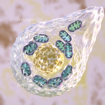ミトコンドリア 細胞学 イラスト の画像素材 医療 イラスト Cgのイラスト素材ならイメージナビ