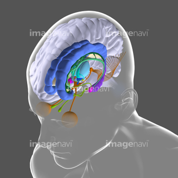 脳 脳梁 イラスト の画像素材 医療 イラスト Cgのイラスト素材ならイメージナビ