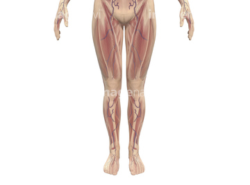 イラスト Cg 人物 女性 下半身 下肢の筋肉 大腿四頭筋 の画像素材 イラスト素材ならイメージナビ