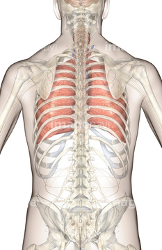 臓器 上半身 背中 3d4medical Com の画像素材 イラスト Cgの写真素材ならイメージナビ