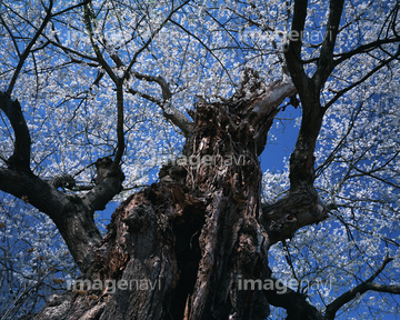 桜 幹 の画像素材 樹木 花 植物の写真素材ならイメージナビ