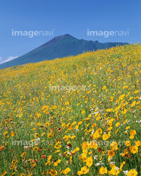 花畑 日本 東北地方 岩手県 黄色 の画像素材 山 自然 風景の写真素材ならイメージナビ