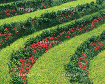 大豆 花 枝豆 の画像素材 花 植物 イラスト Cgの写真素材ならイメージナビ