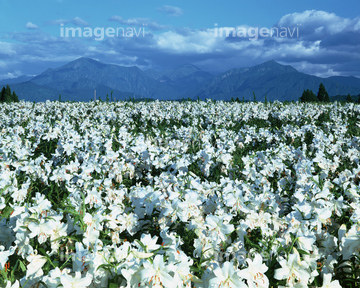 カサブランカ ユリ の画像素材 花 植物の写真素材ならイメージナビ