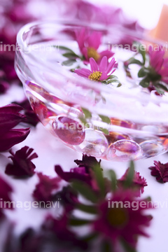 エゾギク の画像素材 花 植物の写真素材ならイメージナビ