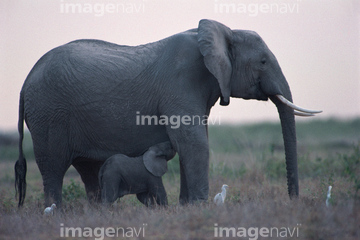 生き物 陸の動物 象 親子 かわいい の画像素材 写真素材ならイメージナビ